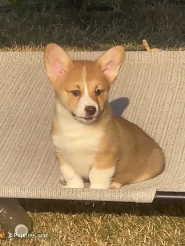 Stella – Pembroke Welsh Corgi puppy for sale in Lacey, WA