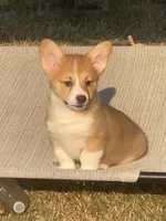 WEEKEND SPECIAL!! Stella, a female Pembroke Welsh Corgi for sale in Lacey, WA – 2 of 10