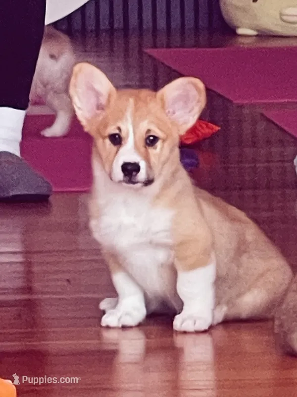 Stella – Pembroke Welsh Corgi puppy for sale in Lacey, WA