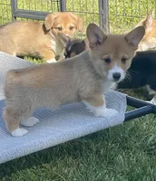 Luna, a female Pembroke Welsh Corgi for sale in Lacey, WA – 3 of 9
