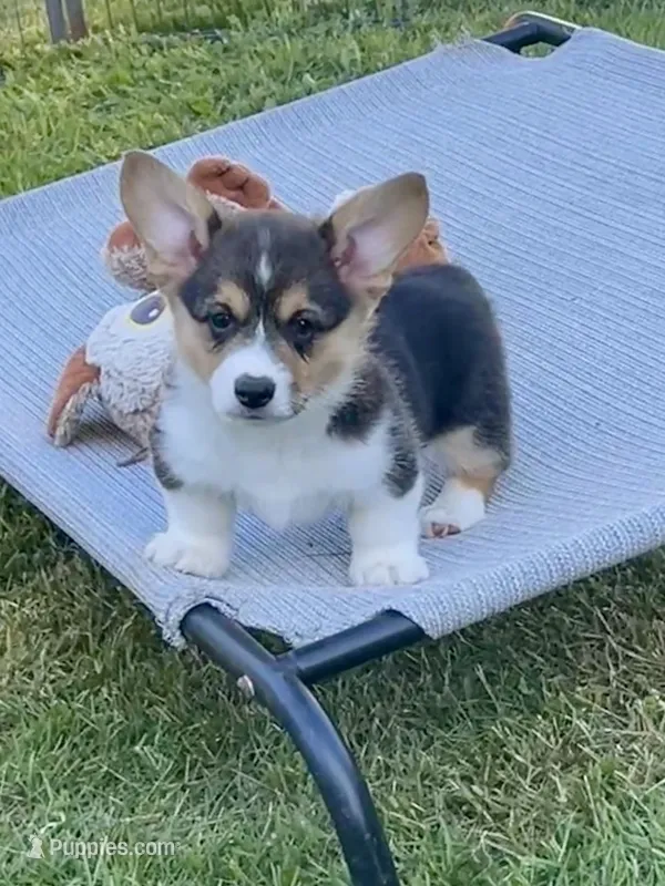 Oliver – Pembroke Welsh Corgi puppy for sale in Lacey, WA