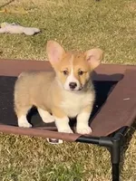 WEEKEND SPECIAL!! Stella, a female Pembroke Welsh Corgi for sale in Lacey, WA – 3 of 10