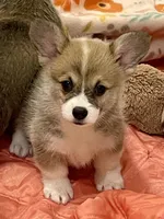Avery, a female Pembroke Welsh Corgi for sale in Lacey, WA – 1 of 5