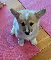Peaches, a male Pembroke Welsh Corgi for sale in Lacey, WA – 8 of 8