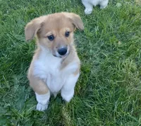 Murphy, a female Pembroke Welsh Corgi for sale in Lacey, WA – 7 of 8