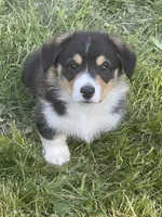 Angus, a male Pembroke Welsh Corgi for sale in Lacey, WA – 6 of 8
