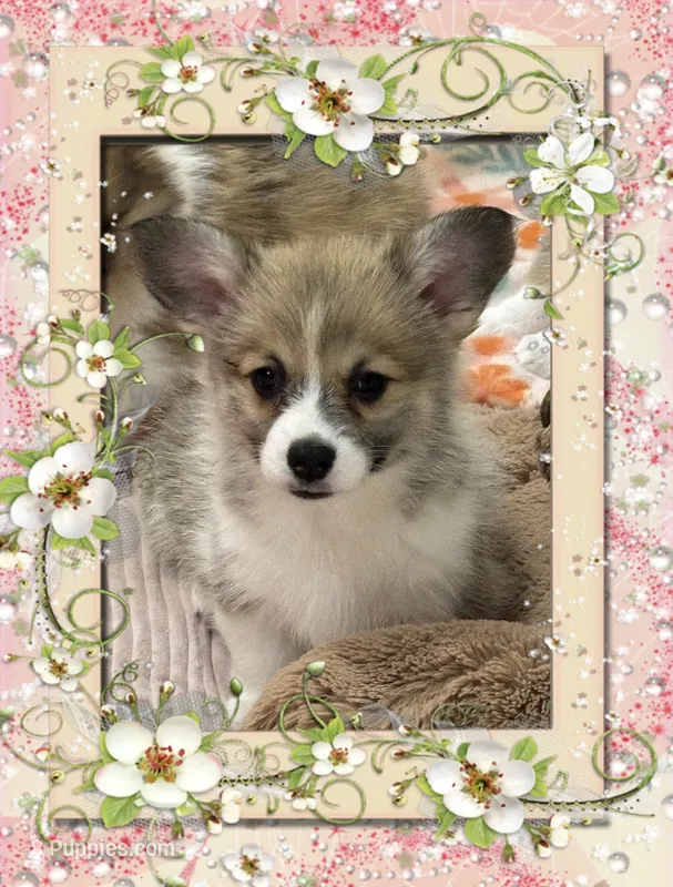 Gracie – Pembroke Welsh Corgi puppy for sale in Lacey, WA