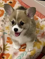 Avery, a female Pembroke Welsh Corgi for sale in Lacey, WA – 2 of 5