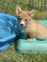 Luna, a female Pembroke Welsh Corgi for sale in Lacey, WA – 5 of 9