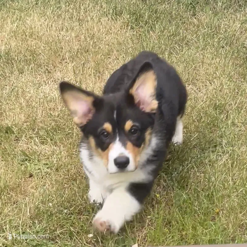 Angus – Pembroke Welsh Corgi puppy for sale in Lacey, WA