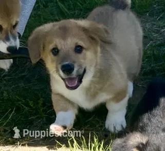 Murphy – Pembroke Welsh Corgi puppy for sale in Lacey, WA
