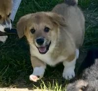 Murphy, a female Pembroke Welsh Corgi for sale in Lacey, WA – 1 of 8