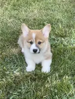 Gunner, a male Pembroke Welsh Corgi for sale in Lacey, WA – 9 of 9