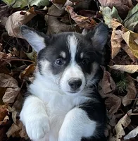 Noodles, a male Pembroke Welsh Corgi for sale in Lacey, WA – 1 of 5