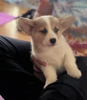 Cupcake, a female Pembroke Welsh Corgi for sale in Lacey, WA – 2 of 7