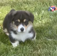Angus, a male Pembroke Welsh Corgi for sale in Lacey, WA – 8 of 8