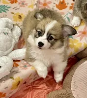 Zoey- FLUFFY, a female Pembroke Welsh Corgi for sale in Lacey, WA – 6 of 6