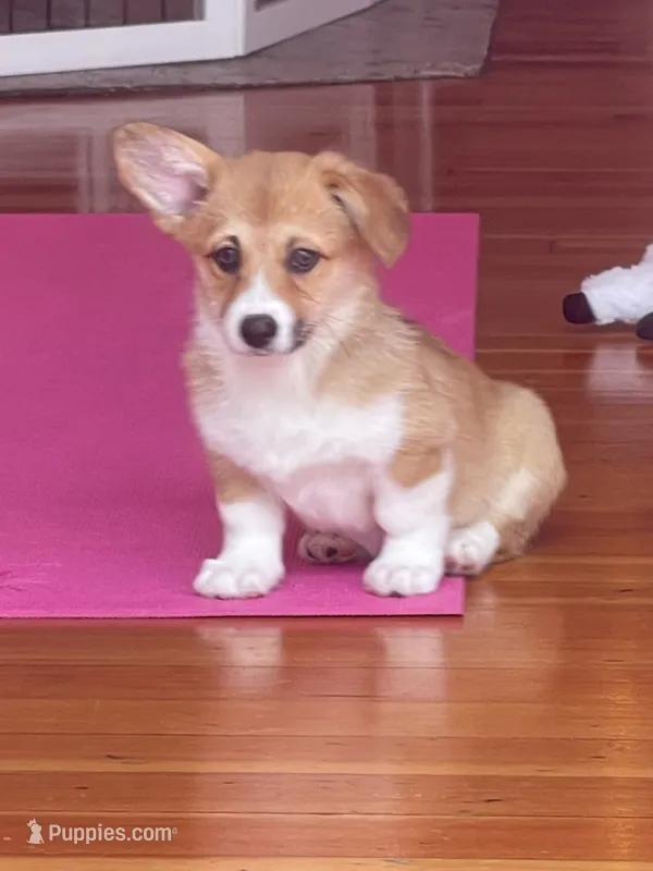 Lacey – Pembroke Welsh Corgi puppy for sale in Lacey, WA