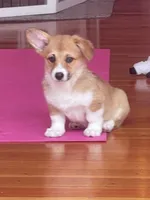 Lacey, a female Pembroke Welsh Corgi for sale in Lacey, WA – 1 of 8