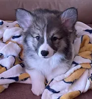 Odie- FLUFFY, a male Pembroke Welsh Corgi for sale in Lacey, WA – 2 of 9