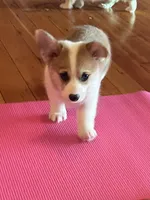 Cupcake, a female Pembroke Welsh Corgi for sale in Lacey, WA – 5 of 7