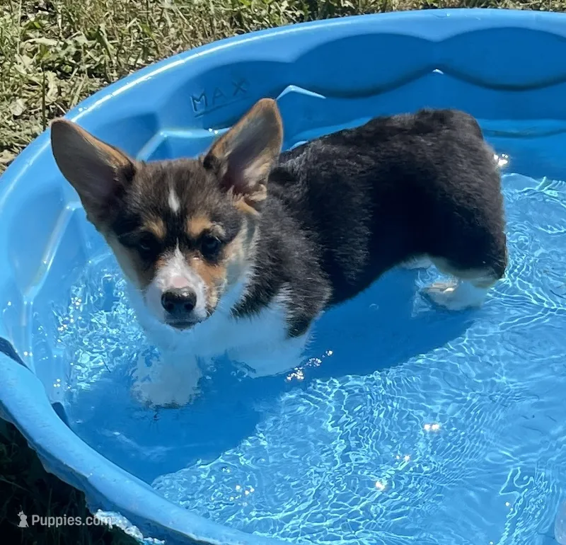 Oliver – Pembroke Welsh Corgi puppy for sale in Lacey, WA
