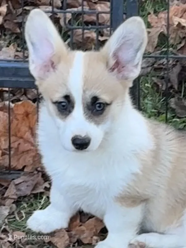 Popcorn – Pembroke Welsh Corgi puppy for sale in Lacey, WA