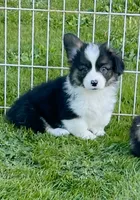 Gizmo, a male Pembroke Welsh Corgi for sale in Lacey, WA – 2 of 5