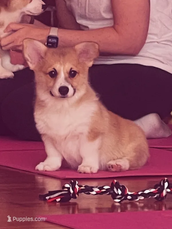 Gracie – Pembroke Welsh Corgi puppy for sale in Lacey, WA