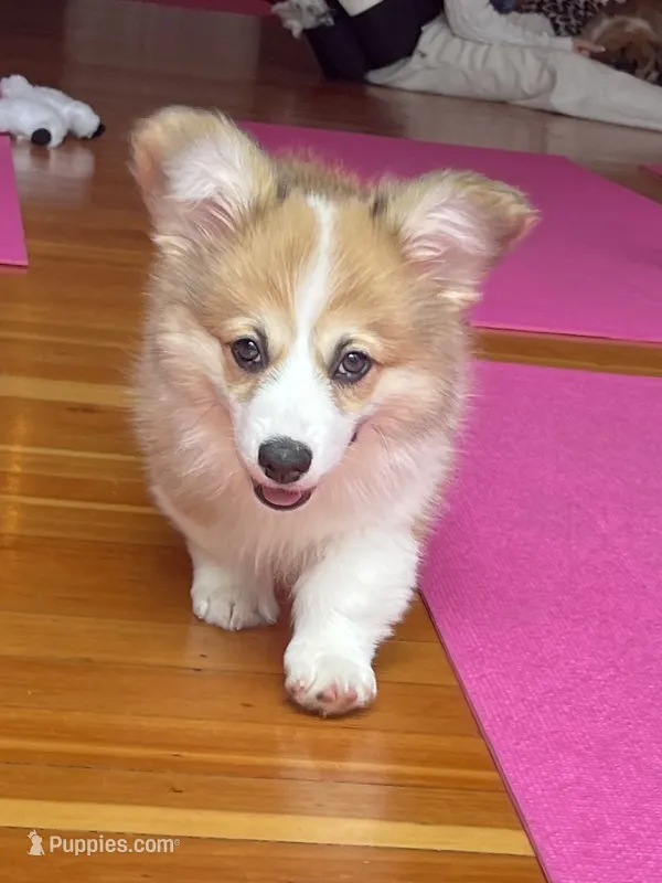 Zoey- FLUFFY – Pembroke Welsh Corgi puppy for sale in Lacey, WA
