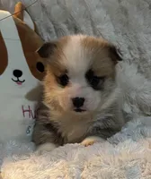 Butterfinger, a male Pembroke Welsh Corgi for sale in Lacey, WA – Photo 5 of 8