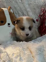 Butterfinger, a male Pembroke Welsh Corgi for sale in Lacey, WA – Photo 8 of 8