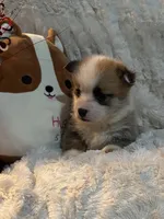 Butterfinger, a male Pembroke Welsh Corgi for sale in Lacey, WA – Photo 7 of 8