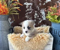Butterfinger, a male Pembroke Welsh Corgi for sale in Lacey, WA – Photo 4 of 8