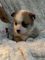 Butterfinger, a male Pembroke Welsh Corgi for sale in Lacey, WA – Photo 6 of 8