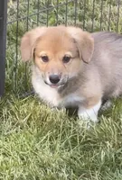 Murphy, a female Pembroke Welsh Corgi for sale in Lacey, WA – 5 of 8