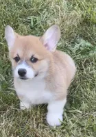 Lola, a female Pembroke Welsh Corgi for sale in Lacey, WA – 5 of 10