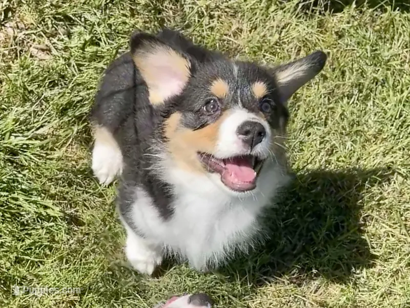 Angus – Pembroke Welsh Corgi puppy for sale in Lacey, WA