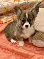 Nova, a female Pembroke Welsh Corgi for sale in Lacey, WA – 4 of 4