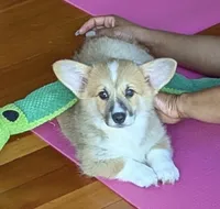 Peaches, a male Pembroke Welsh Corgi for sale in Lacey, WA – 7 of 8