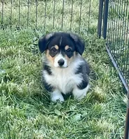 Angus, a male Pembroke Welsh Corgi for sale in Lacey, WA – 7 of 8