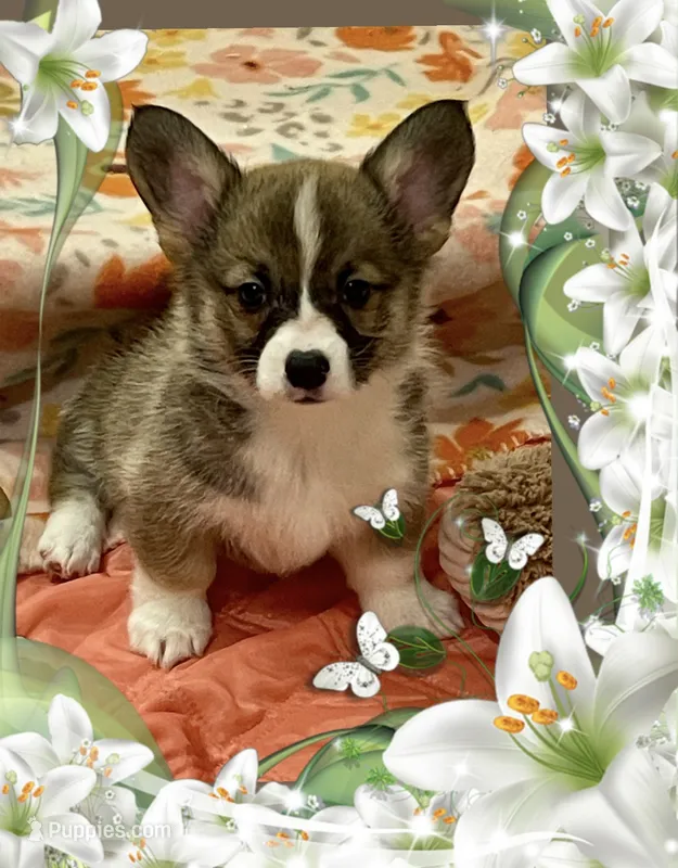 Nova – Pembroke Welsh Corgi puppy for sale in Lacey, WA