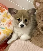 Gracie, a female Pembroke Welsh Corgi for sale in Lacey, WA – 6 of 6