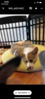 Popcorn, a female Pembroke Welsh Corgi for sale in Lacey, WA – 6 of 6