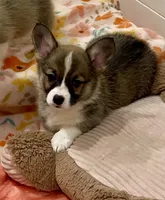 Nova, a female Pembroke Welsh Corgi for sale in Lacey, WA – 2 of 4