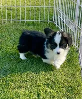Gizmo, a male Pembroke Welsh Corgi for sale in Lacey, WA – 3 of 5