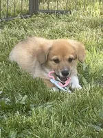 Murphy, a female Pembroke Welsh Corgi for sale in Lacey, WA – 2 of 8