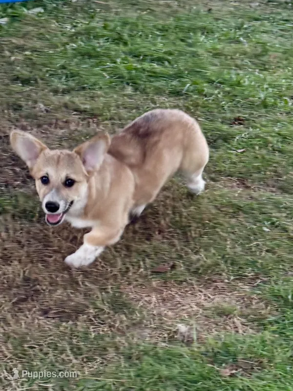 Chloe – Pembroke Welsh Corgi puppy for sale in Lacey, WA