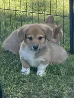 Murphy, a female Pembroke Welsh Corgi for sale in Lacey, WA – 3 of 8