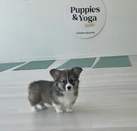 Odie- FLUFFY, a male Pembroke Welsh Corgi for sale in Lacey, WA – 6 of 9